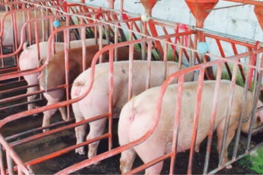 En Provincia: Aprueban ley que protege y regula a la producción porcina