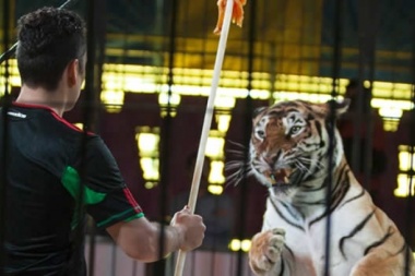 Avanza una ley para prohibir que los circos usen animales en sus funciones