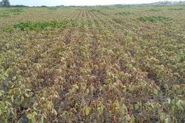 Lincoln, Hipólito Yrigoyen y Trenque Laquen en emergencia agropecuaria