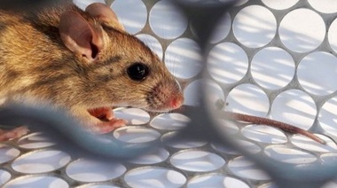 Hantavirus: un joven en Escobar es el segundo caso autóctono en Buenos Aires