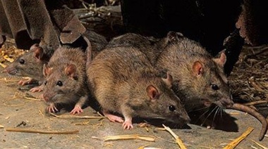 Confirman la aparición de un caso posible de hantavirus en una localidad de Chacabuco