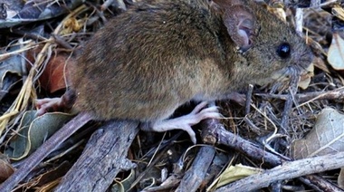 Confirman en Chacabuco el séptimo caso de hantavirus en la provincia