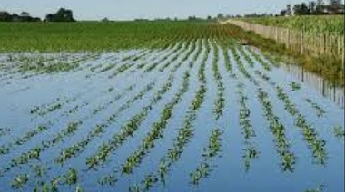 Por las lluvias, se perdieron 455 mil hectáreas de soja