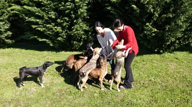 Propuestas de Borsani para el cuidado de los animales: "estamos a favor", dijo