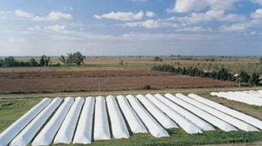 Productores denuncian roturas de silo bolsas y faena de animales en el noroeste bonaerense