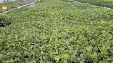 Provincia aprobó proyectos hortícolas agroecológicos por más de $57 millones