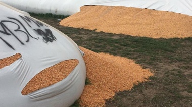 Ataque a una cerealera de Vedia: rompieron 20 silobolsas