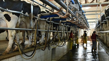 La producción de leche caerá 33% este año y será la más baja de la década