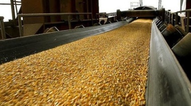 Con cifras récord, las exportaciones de maíz crecieron un 13%