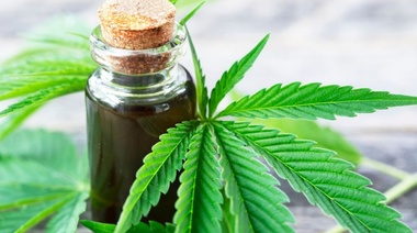 Buscan avanzar con una ley bonaerense de uso de cannabis medicinal