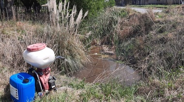 Junín: el Municipio continúa con los trabajos para combatir el Barigüí