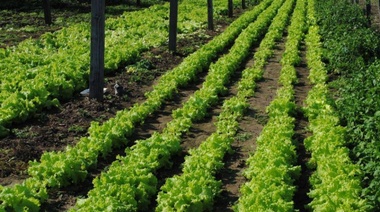 Desarrollo Agrario presentó la primera encuesta de Arrendamientos Hortícolas