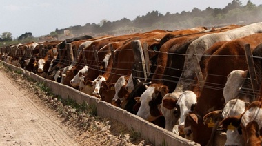 Feedlots deberán reempadronarse para poder desarrollar la actividad en Villegas