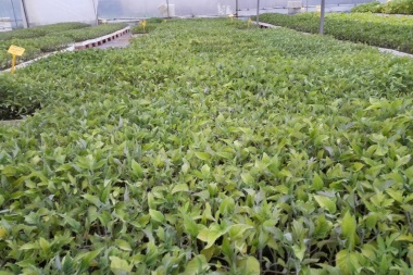 Provincia aprobó proyectos hortícolas agroecológicos por más de $57 millones