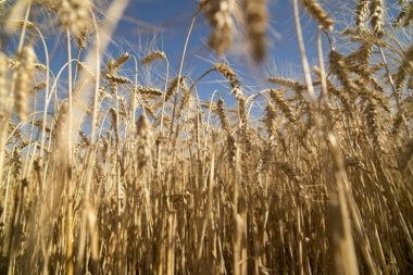 Estiman pérdidas millonarias en la producción de trigo a causa de la sequía