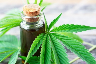 Buscan avanzar con una ley bonaerense de uso de cannabis medicinal