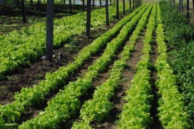 Desarrollo Agrario presentó la primera encuesta de Arrendamientos Hortícolas