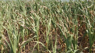 A pesar de la falta de lluvia afirman que los cultivos están en buen estado en Junín