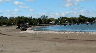 Nueva mortandad de peces en las lagunas de Junín