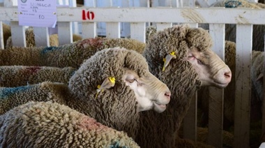 Avanzó en comisión el proyecto que promueve una nueva ley Ovina