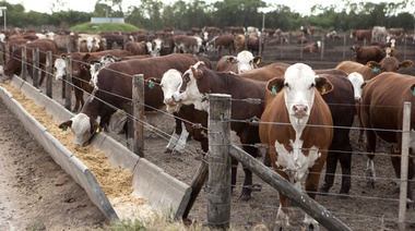Feedloteros advierten una pérdida económica a causa del cierre de exportaciones