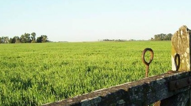 La lluvia trajo alivio al campo que genera una recuperación en cuadros de trigo