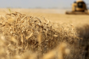 Escenario favorable para el trigo con números similares a la cosecha anterior