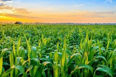 Sigue la preocupación en el campo por el mercado del maíz