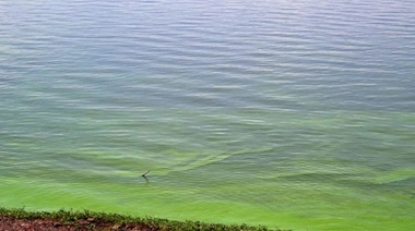 Alerta Roja por la presencia de cianobacterias en la Laguna Gómez