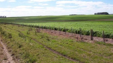 En Junín existen 200.000 hectáreas aptas para la producción agropecuaria