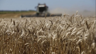 Senadora radical advirtió sobre pérdidas millonarias por restricciones a exportación de trigo