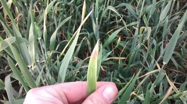 La oposición en Pinto pide la emergencia agropecuaria