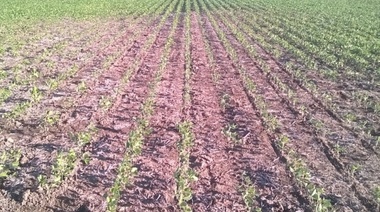 En la cuarta piden por la suspensión de anticipo de ganancias por sequía