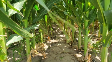 "El campo no quiere dádivas, el campo quiere producir"