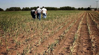 Preocupación económica por menor rendimiento del campo ante la sequía
