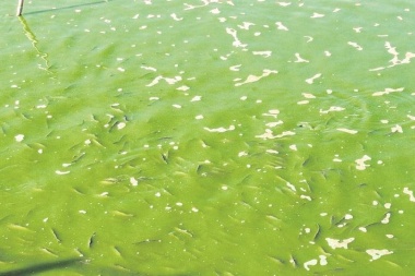 Cianobacterias en lagunas de Junín: el municipio convocó al comité de emergencias