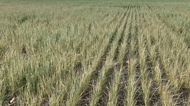 Afirman que el trigo en la zona de Junín promedió pérdidas cercanas al 70%