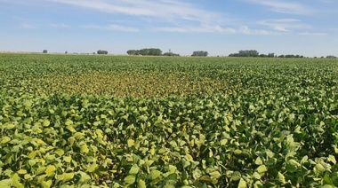 Se perdió casi la mitad de la soja en la zona núcleo