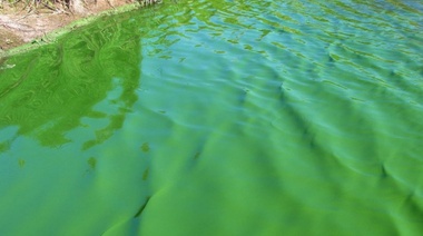 Continúa la presencia de cianobacterias en lagunas de la región