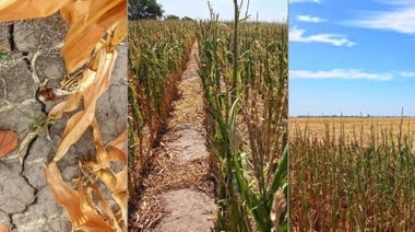 Estiman pérdidas de 20.000 millones de dólares en exportaciones por sequía