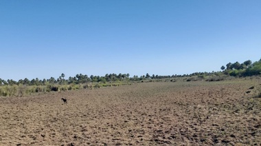 Una sequía con consecuencias desastrosas