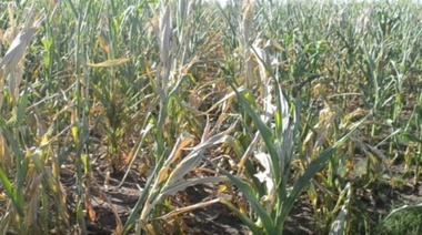 Pérdidas por más de 37 mil millones de pesos y 15 mil viajes menos de camiones