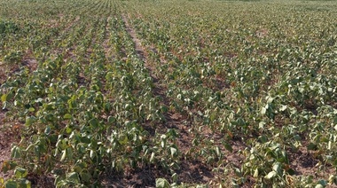 Prevén la peor producción sojera de los últimos 23 años