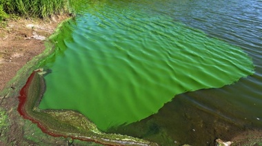 Espejos de agua de Alberti y Trenque Lauquen en alerta por cianobacterias