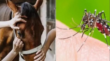 Desmienten caso de encefalitis equina en General Viamonte