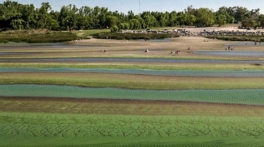 Volvieron las cianobacterias a distritos de la cuarta