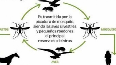 Confirman primer caso de encefalitis equina en el distrito de Lincoln