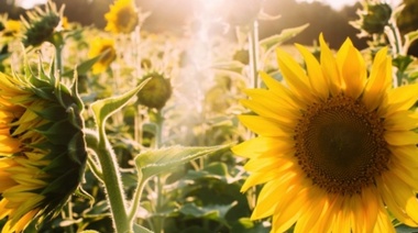 CRA alertó por el impacto de las retenciones en maíz y girasol