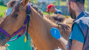Seis municipios de la cuarta tienen casos confirmados de Encefalitis Equina