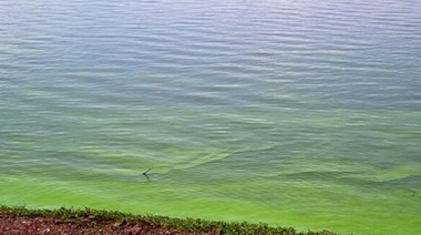 Pedido de informes por cianobacterias en la cuenca del Salado